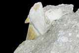 Otodus Shark Tooth Fossil In Rock - Eocene #86988-2